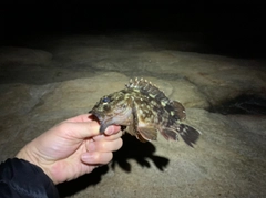 ガシラの釣果