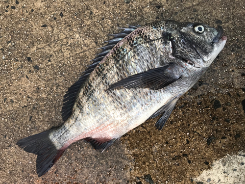 コノシロの釣果