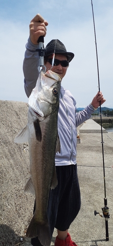 スズキの釣果