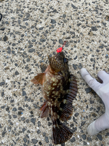 アラカブの釣果