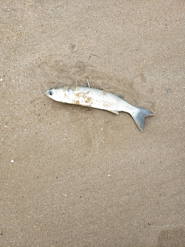 ボラの釣果