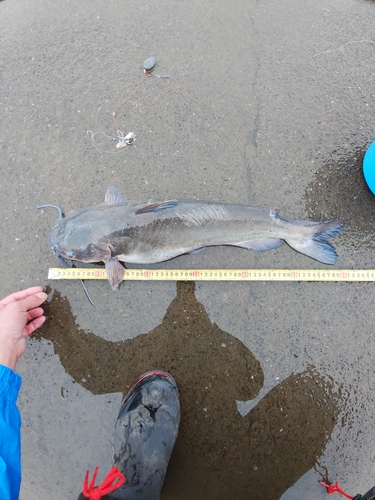 アメリカナマズの釣果