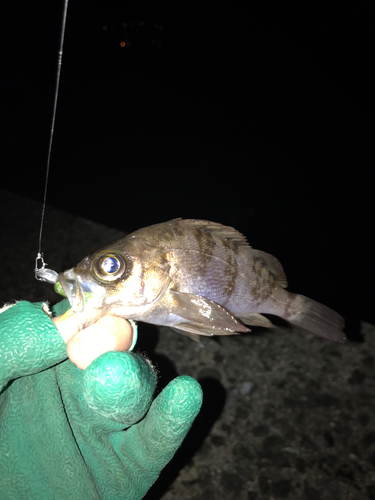 メバルの釣果