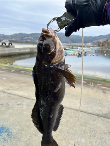 アイナメの釣果