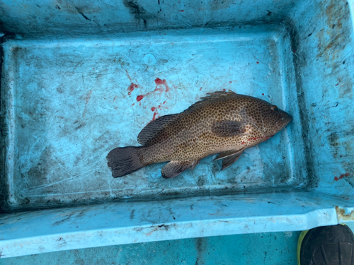 オオモンハタの釣果