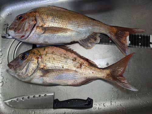 マダイの釣果