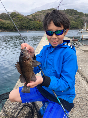 クロメバルの釣果