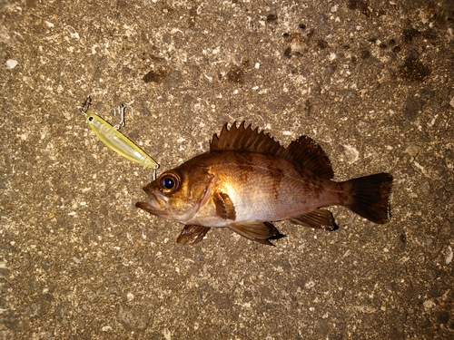 メバルの釣果