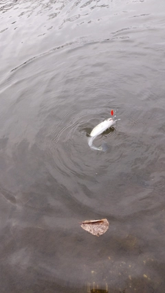 ニジマスの釣果