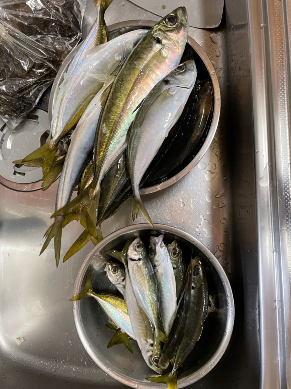 アングラーだいすけさんの釣果 2枚目の画像