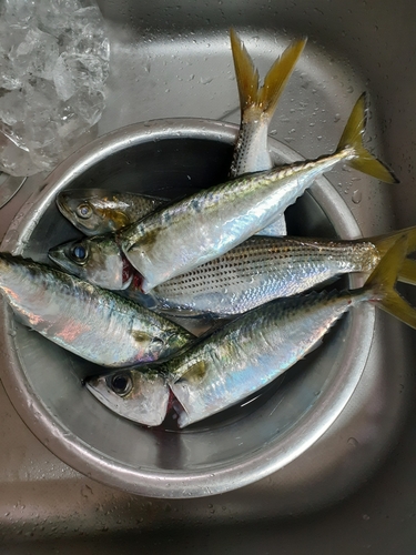 サバの釣果