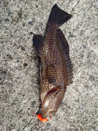 オオモンハタの釣果