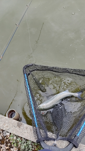 ニジマスの釣果