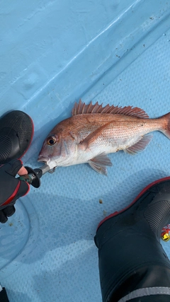 マダイの釣果