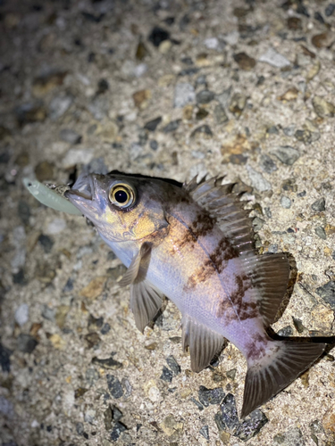 メバルの釣果