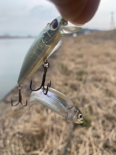 ワカサギの釣果