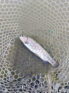 レインボートラウトの釣果