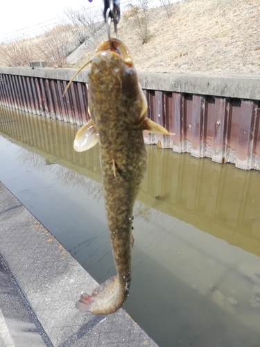 マナマズの釣果