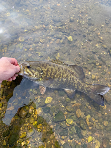 スモールマウスバスの釣果