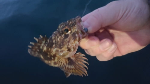 アラカブの釣果