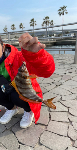 タカノハダイの釣果