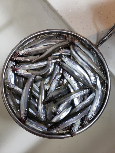 チアユの釣果