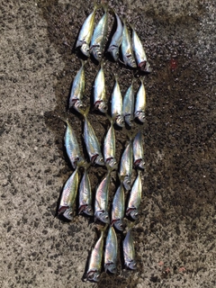 アジの釣果
