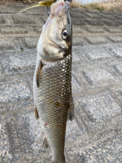 ニゴイの釣果