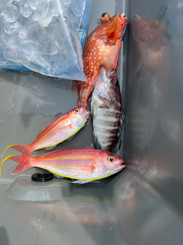 イトヨリダイの釣果