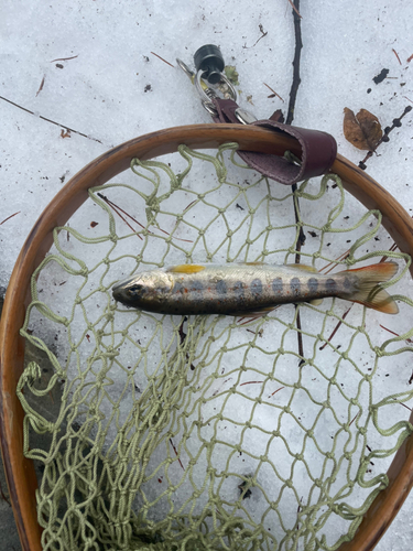 アマゴの釣果