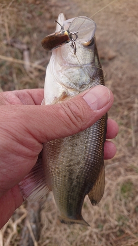 ラージマウスバスの釣果