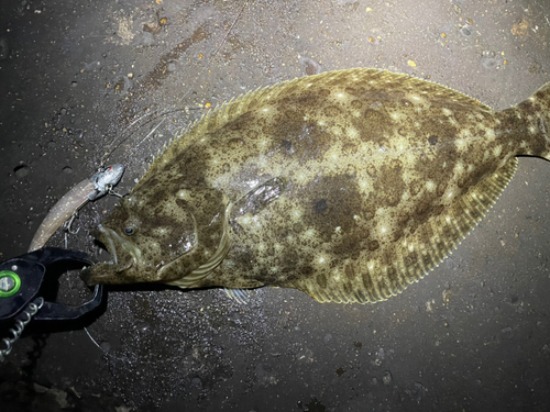 ヒラメの釣果