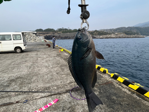 メジナの釣果