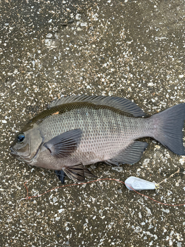 メジナの釣果