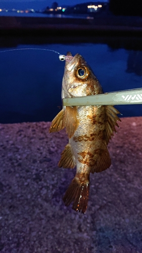 メバルの釣果