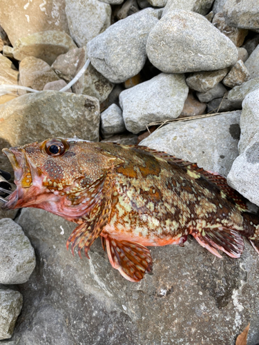 カサゴの釣果