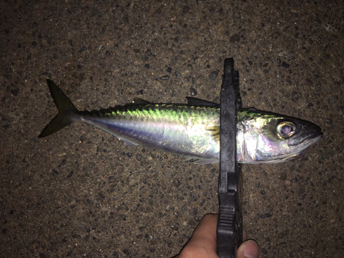 サバの釣果