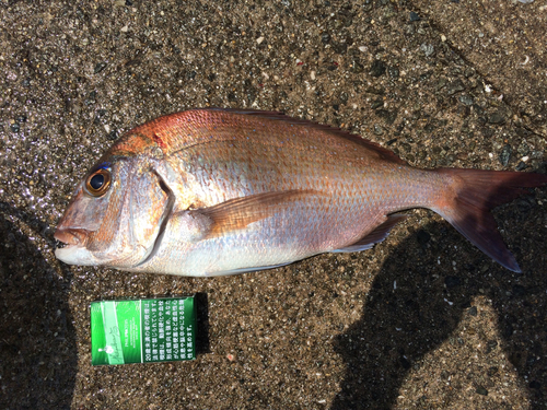 マダイの釣果