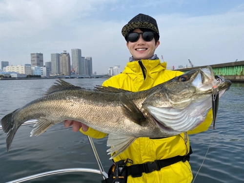 シーバスの釣果