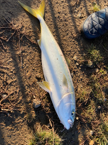 ワラサの釣果