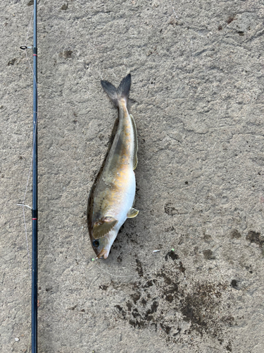 ホッケの釣果