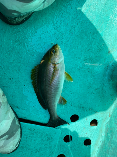 イサキの釣果