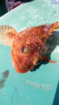 オニカサゴの釣果