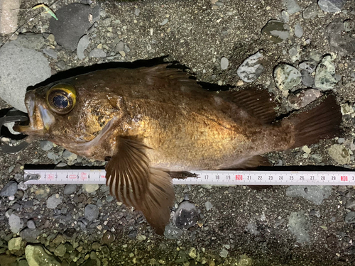 メバルの釣果