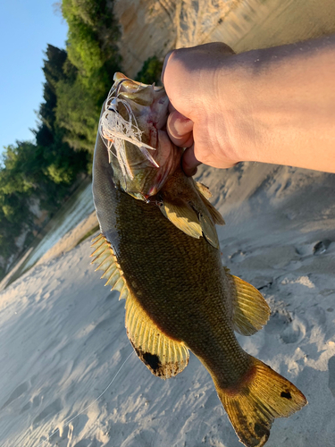 スモールマウスバスの釣果