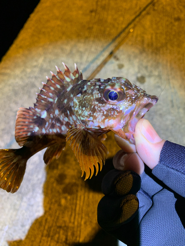 カサゴの釣果