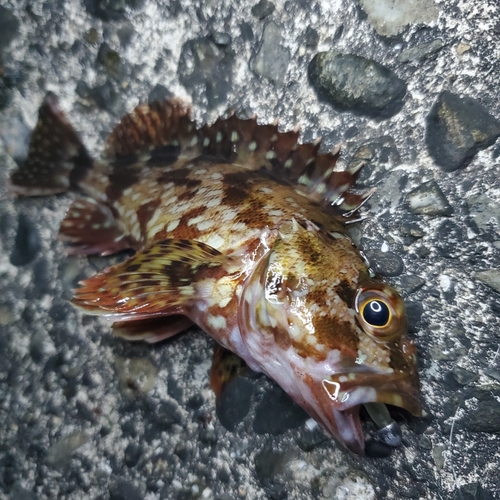 カサゴの釣果