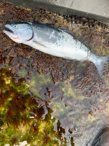 サクラマスの釣果