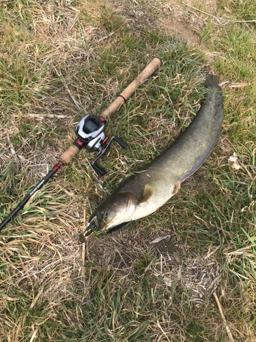 ナマズの釣果