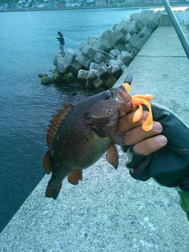 エゾメバルの釣果